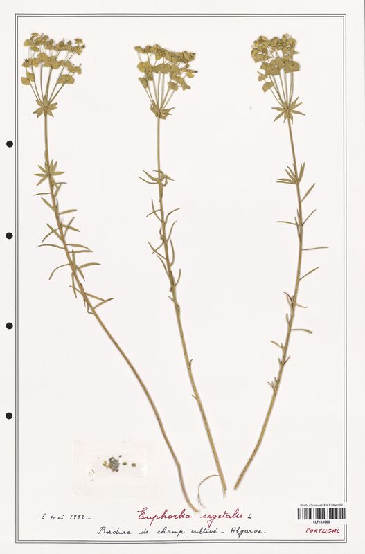 Euphorbia segetalis  (Euphorbiaceae)