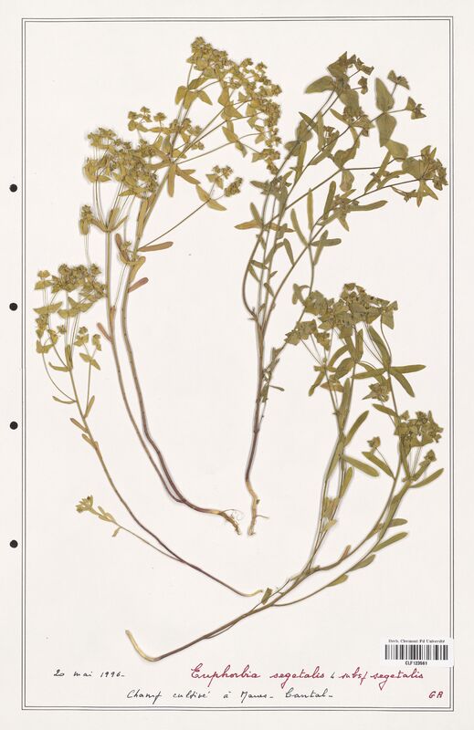 Euphorbia segetalis  (Euphorbiaceae)