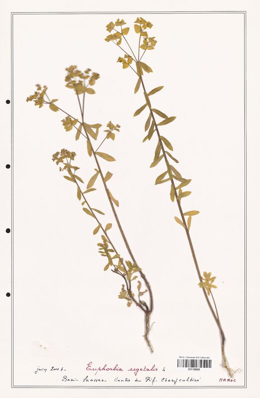 Euphorbia segetalis  (Euphorbiaceae)