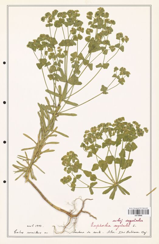 Euphorbia segetalis  (Euphorbiaceae)