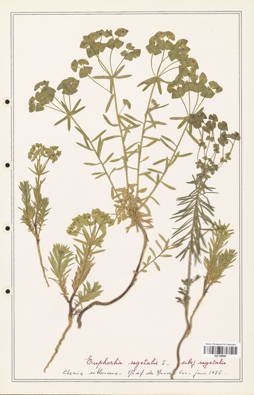 Euphorbia segetalis  (Euphorbiaceae)