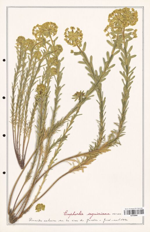 Euphorbia seguieriana  (Euphorbiaceae)