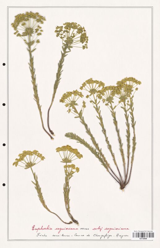 Euphorbia seguieriana  (Euphorbiaceae)