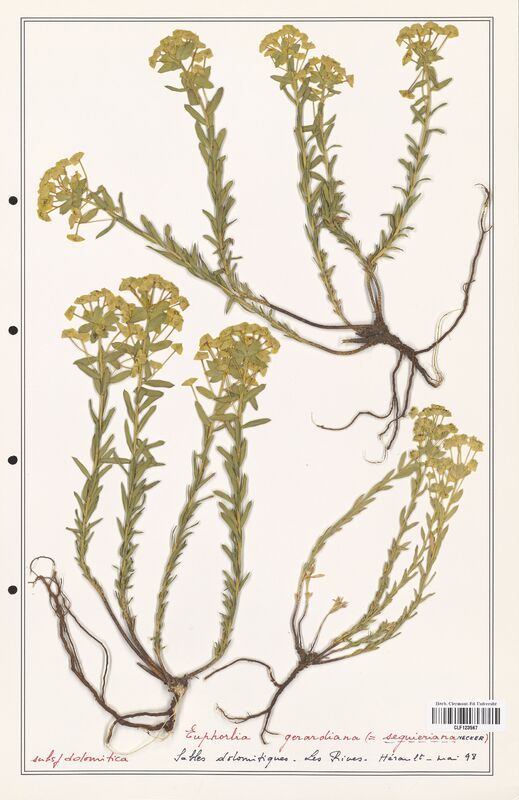 Euphorbia seguieriana  (Euphorbiaceae)