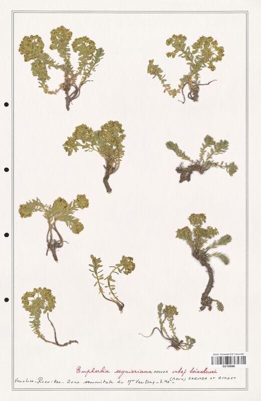 Euphorbia seguieriana  (Euphorbiaceae)