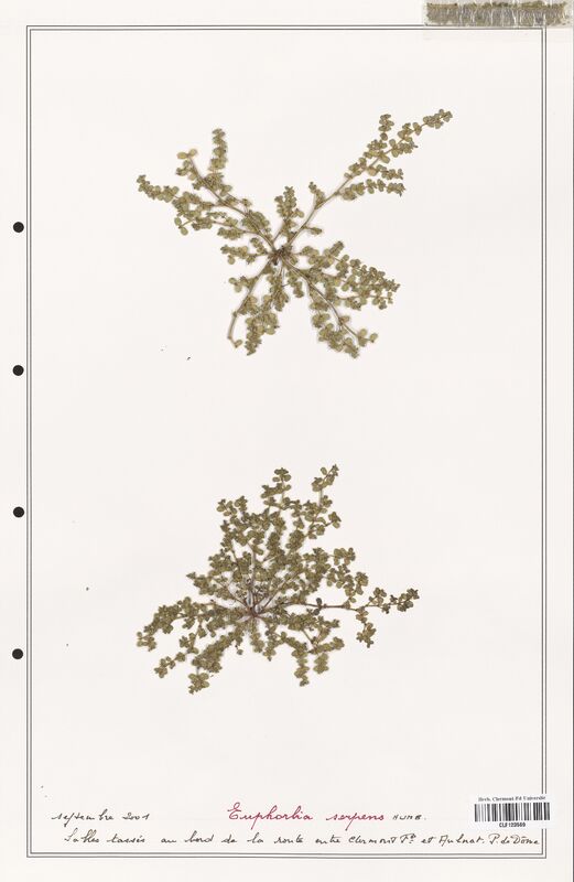 Euphorbia serpens  (Euphorbiaceae)