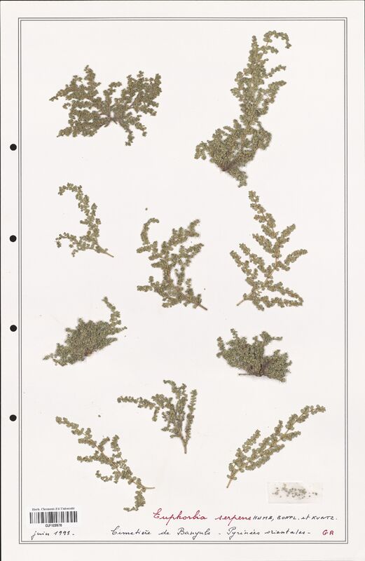 Euphorbia serpens  (Euphorbiaceae)