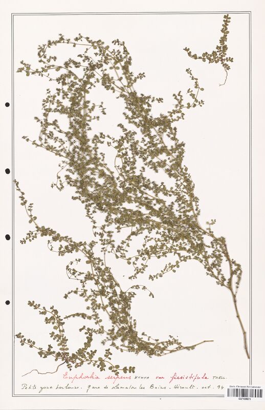 Euphorbia serpens  (Euphorbiaceae)