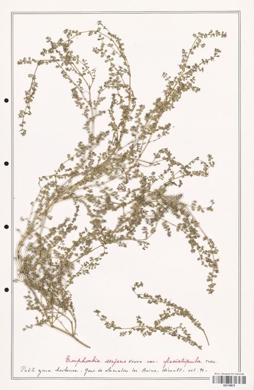 Euphorbia serpens  (Euphorbiaceae)