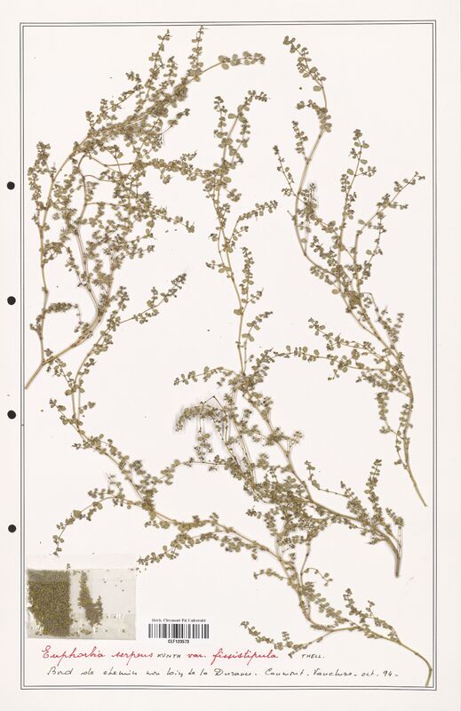 Euphorbia serpens  (Euphorbiaceae)