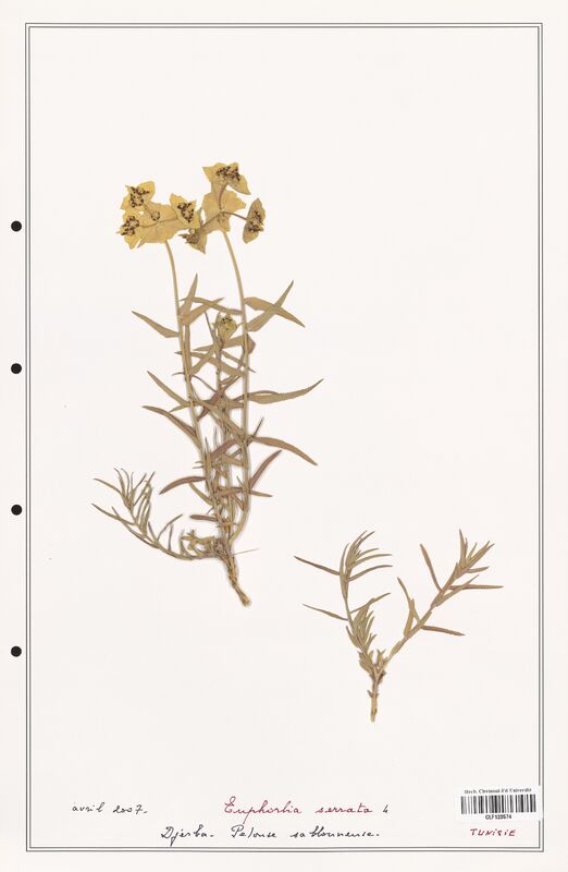 Euphorbia serrata  (Euphorbiaceae)