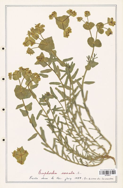 Euphorbia serrata  (Euphorbiaceae)