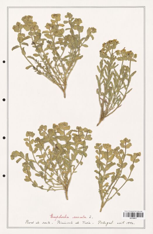 Euphorbia serrata  (Euphorbiaceae)