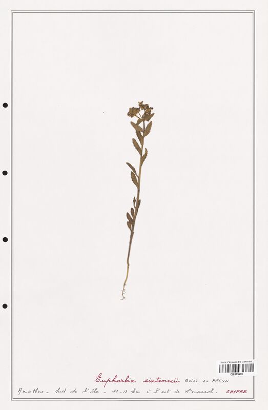 Euphorbia sintenesii  (Euphorbiaceae)