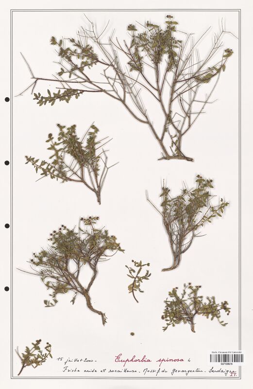 Euphorbia spinoza  (Euphorbiaceae)