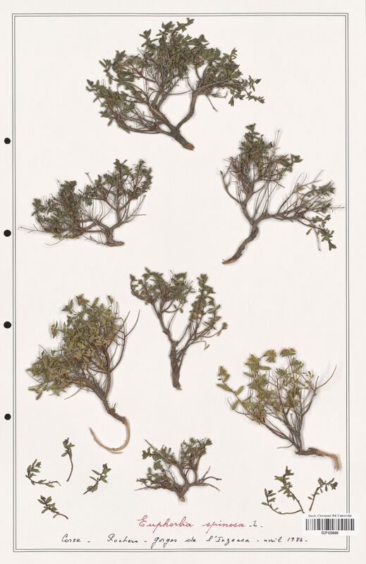 Euphorbia spinoza  (Euphorbiaceae)