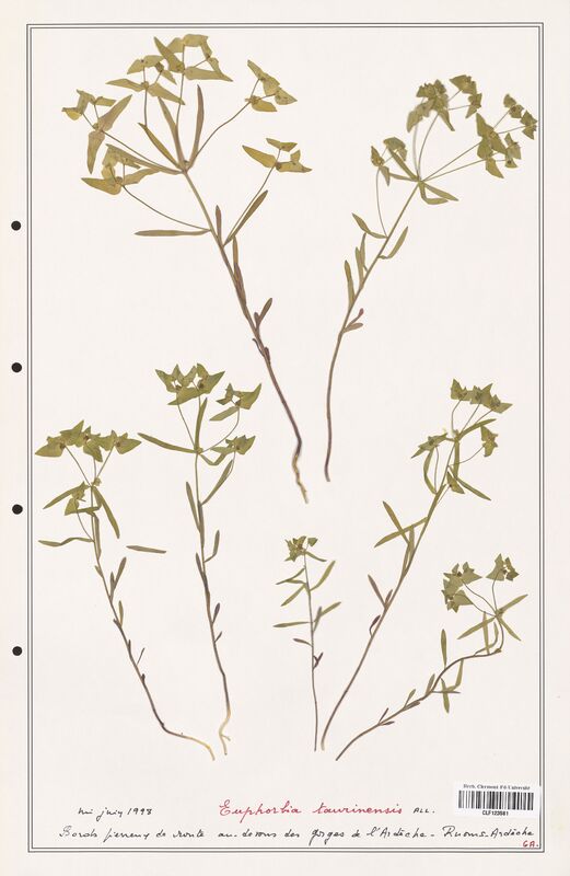 Euphorbia taurinensis  (Euphorbiaceae)