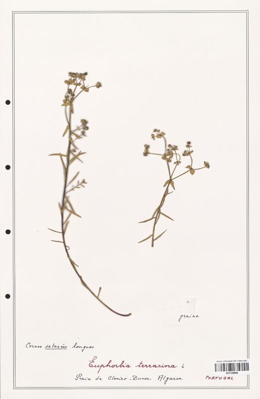 Euphorbia terracina  (Euphorbiaceae)