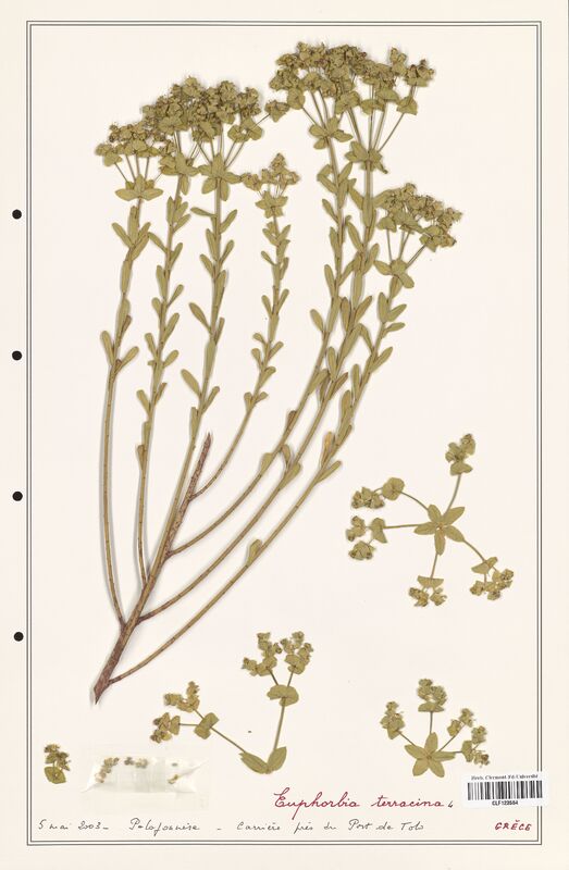 Euphorbia terracina  (Euphorbiaceae)