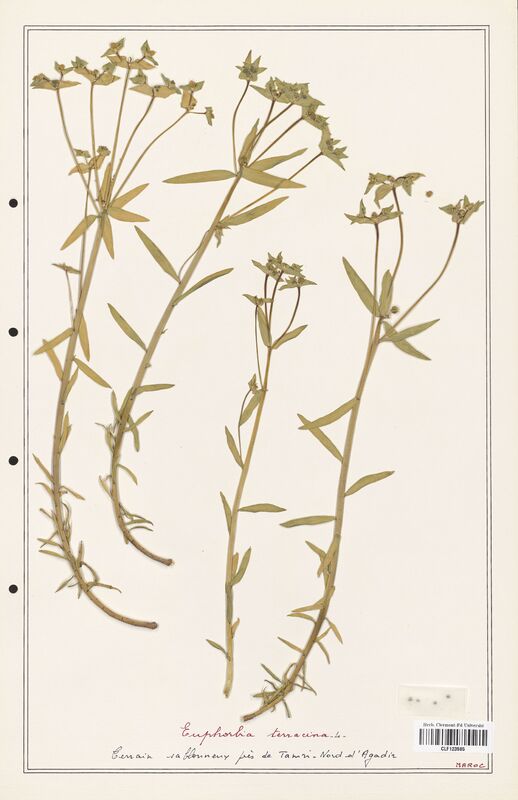 Euphorbia terracina  (Euphorbiaceae)