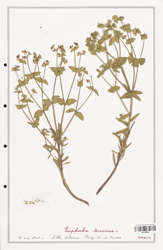 Euphorbia terracina  (Euphorbiaceae)