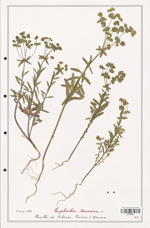 Euphorbia terracina  (Euphorbiaceae)