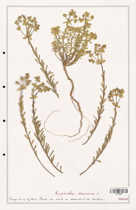 Euphorbia terracina  (Euphorbiaceae)