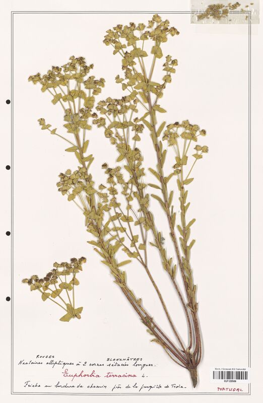 Euphorbia terracina  (Euphorbiaceae)