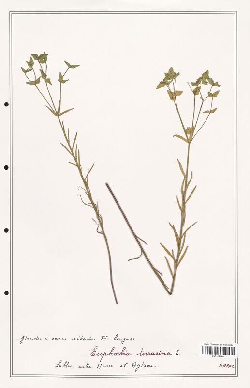 Euphorbia terracina  (Euphorbiaceae)