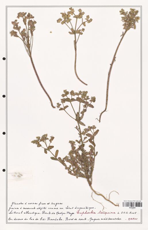 Euphorbia terracina  (Euphorbiaceae)