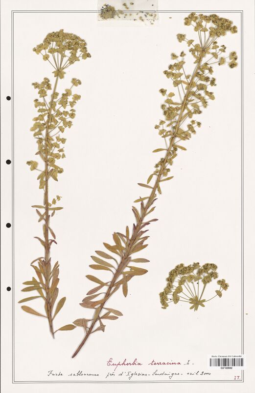 Euphorbia terracina  (Euphorbiaceae)