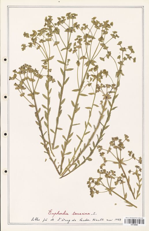 Euphorbia terracina  (Euphorbiaceae)