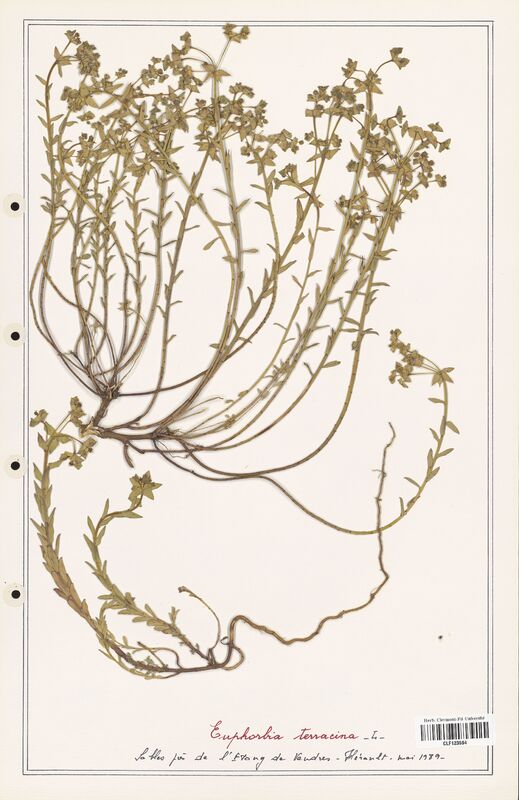 Euphorbia terracina  (Euphorbiaceae)