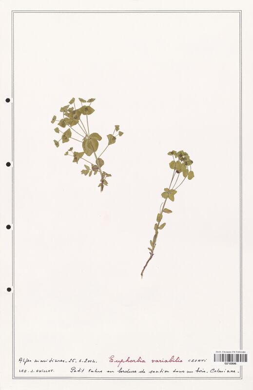 Euphorbia variabilis  (Euphorbiaceae)