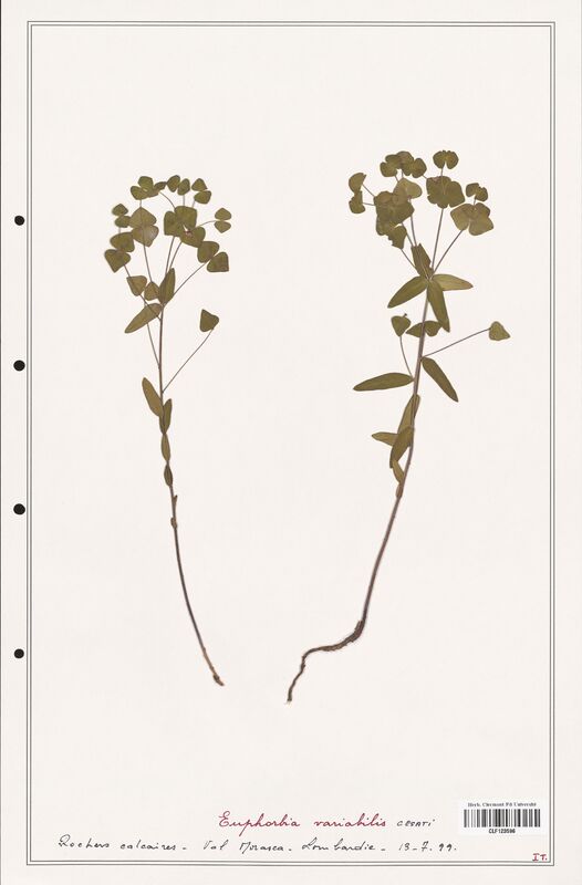 Euphorbia variabilis  (Euphorbiaceae)