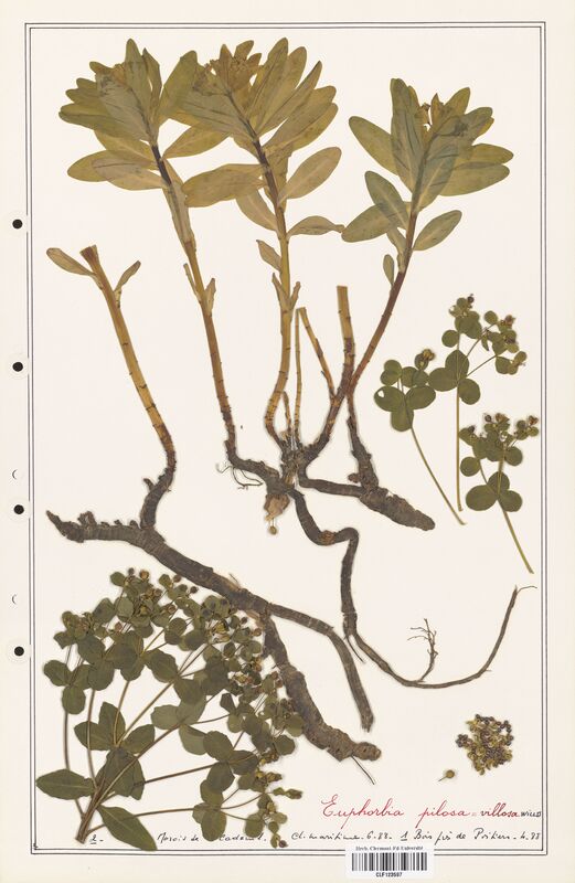 Euphorbia pilosa_villosa  (Euphorbiaceae)