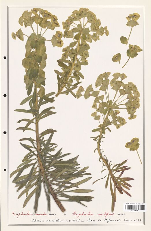 Euphorbia wulfenii  (Euphorbiaceae)