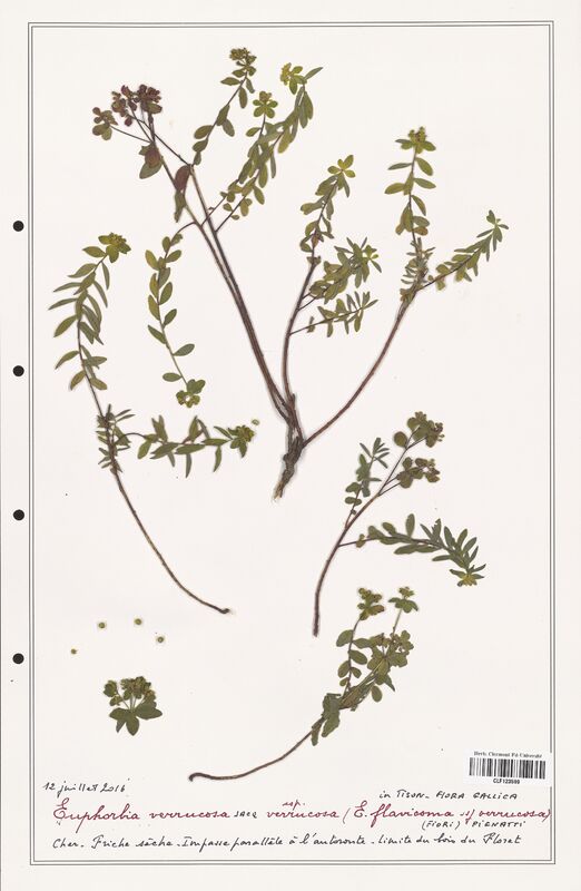 Euphorbia verrucosa  (Euphorbiaceae)