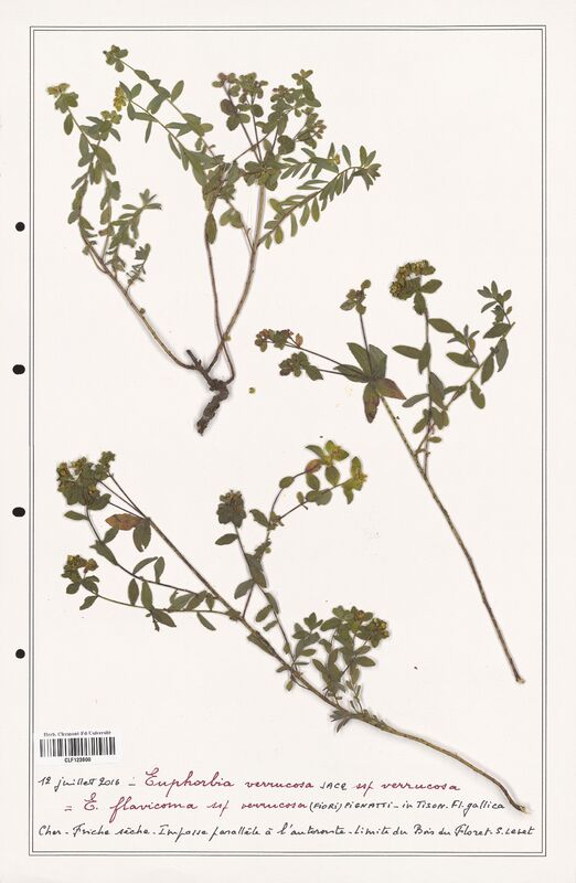 Euphorbia verrucosa  (Euphorbiaceae)