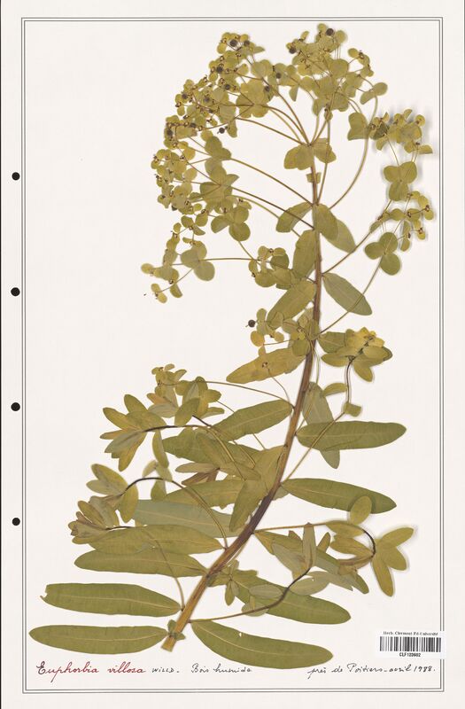 Euphorbia villosa  (Euphorbiaceae)