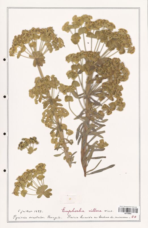 Euphorbia villosa  (Euphorbiaceae)