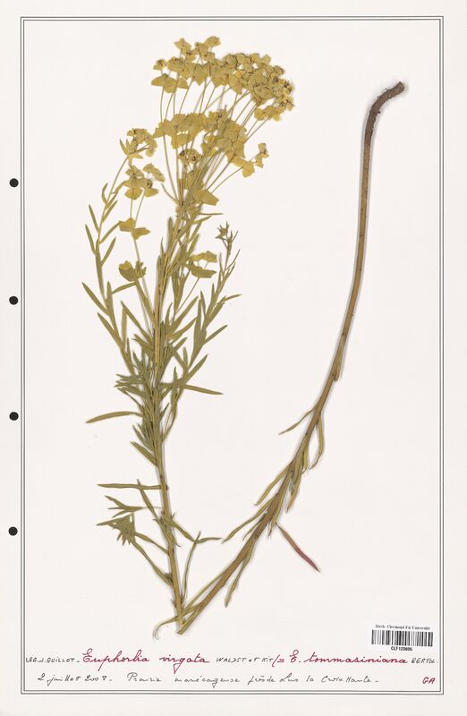 Euphorbia virgata  (Euphorbiaceae)