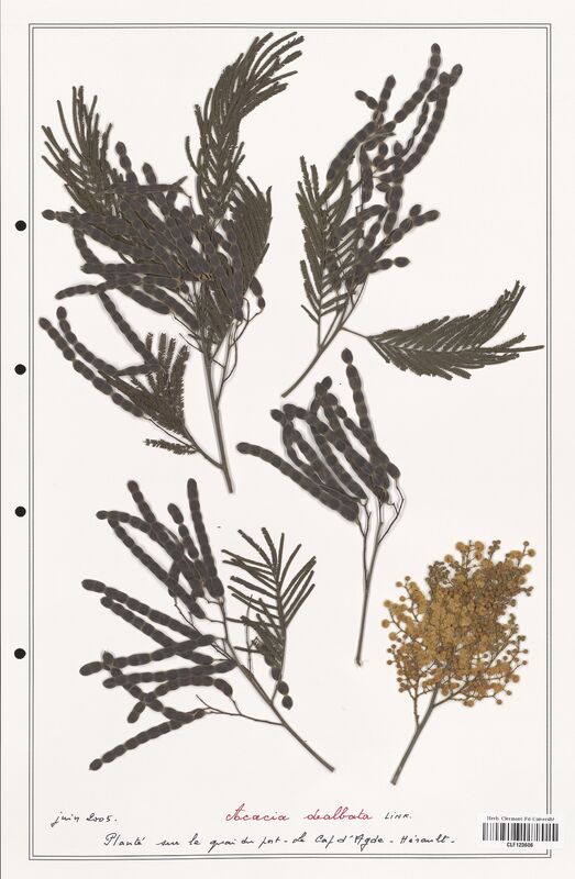 Acacia dealbata  (Fabaceae)