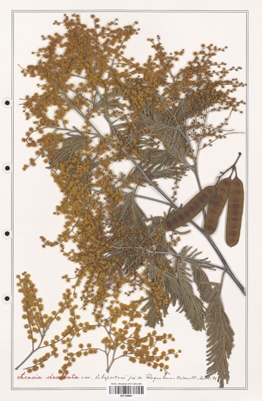 Acacia dealbata  (Fabaceae)