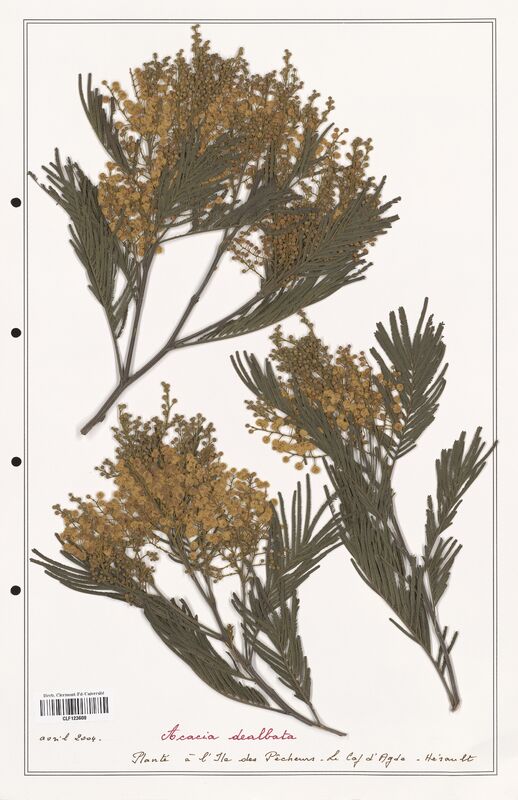 Acacia dealbata  (Fabaceae)