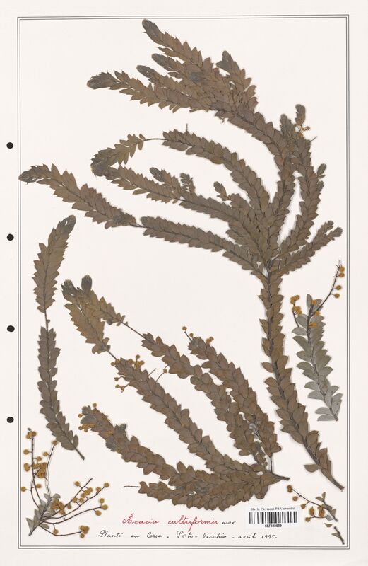 Acacia cultriformis  (Fabaceae)