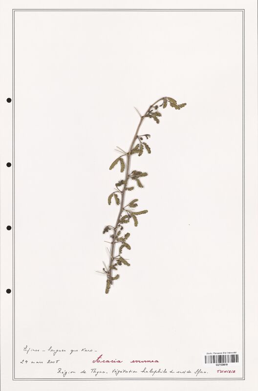 Acacia evurnea  (Fabaceae)