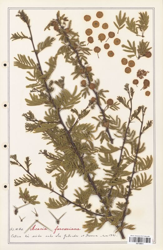 Acacia farnesiana  (Fabaceae)