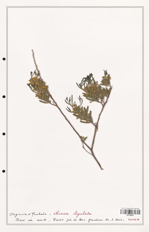 Acacia ligulata  (Fabaceae)