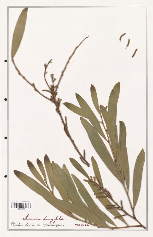 Acacia longifolia  (Fabaceae)